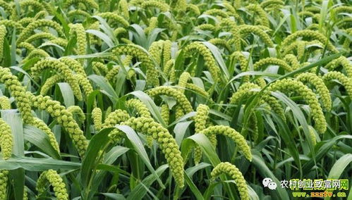 2018年蔬菜種植前景分析 哪些品種值得關注？
